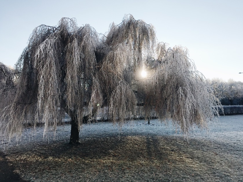 frost on tree.JPG